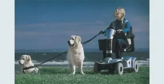 Chiens